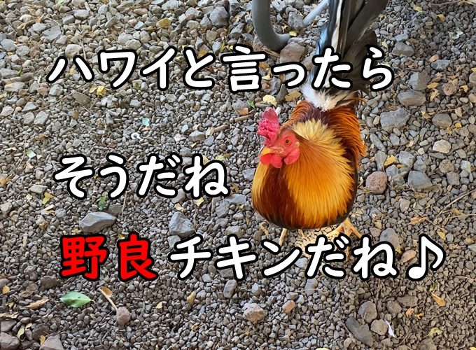 ハワイの野良チキン（鶏）写真まとめ｜YOUTUBE視聴者さんからの頂きもの